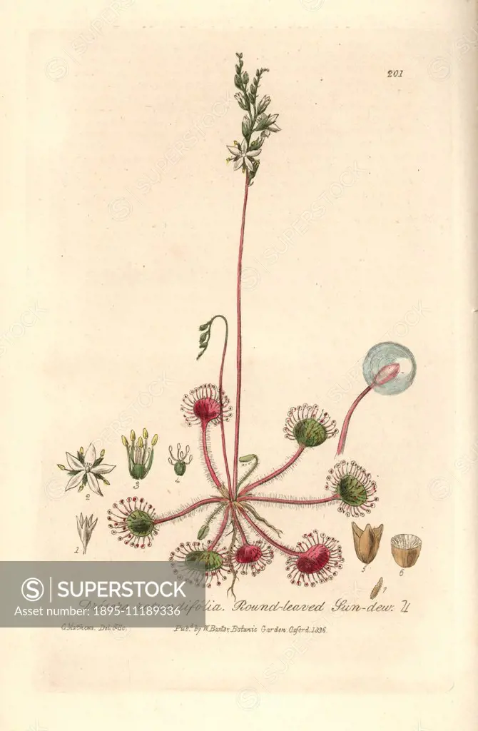 Round-leaved sundew, Drosera rotundifolia. Handcoloured copperplate drawn and engraved by Charles Mathews from William Baxter's British Phaenogamous B...