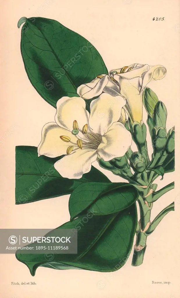 Obovate leaved fagraea, Fagraea obovata. Hand-coloured botanical illustration drawn and lithographed by Walter Hood Fitch for Sir William Jackson Hook...