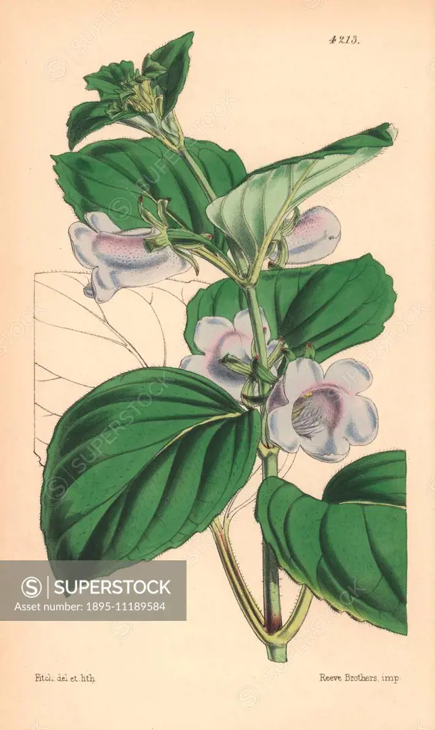 Pale flowered gloxinia, Gloxinia pallidiflora. Hand-coloured botanical illustration drawn and lithographed by Walter Hood Fitch for Sir William Jackso...