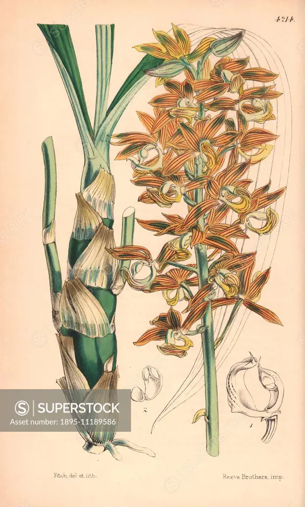 Mr. Carton's mormodes orchid, Mormodes cartoni. Hand-coloured botanical illustration drawn and lithographed by Walter Hood Fitch for Sir William Jacks...