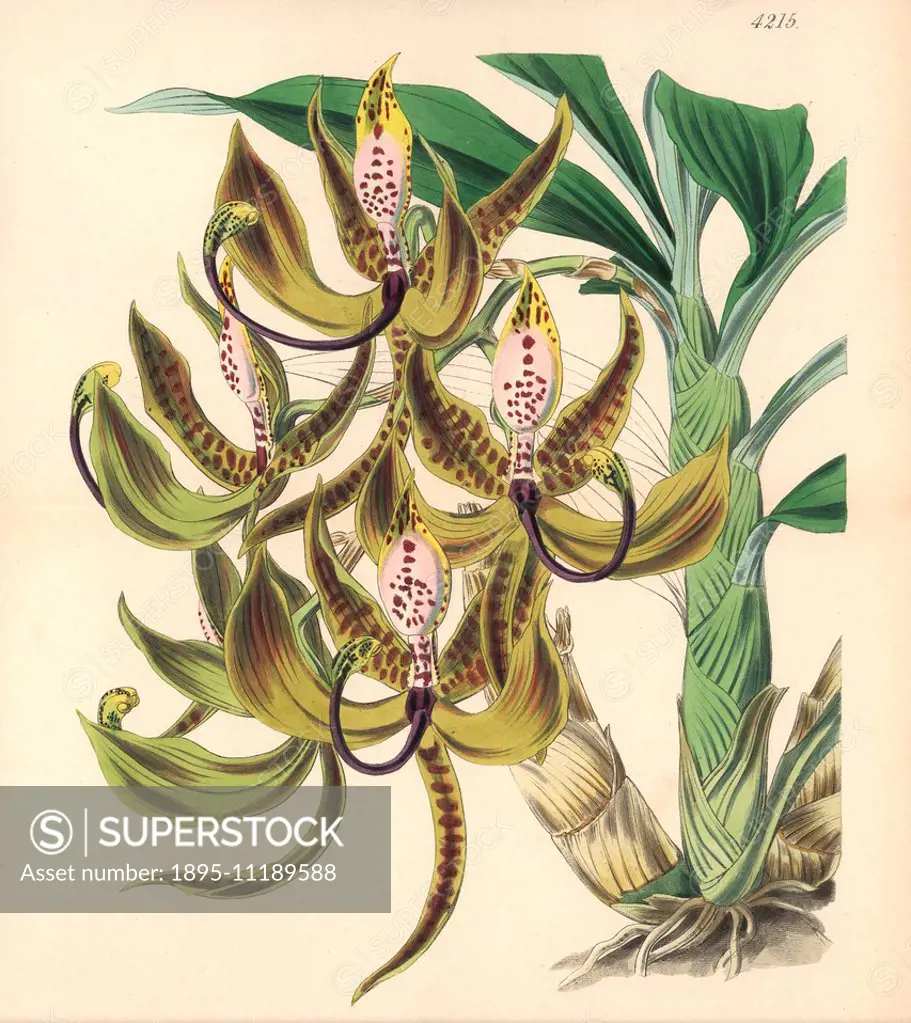 Mr. Loddiges' swan orchid, Cycnoches loddigesii. Hand-coloured botanical illustration drawn and lithographed by Walter Hood Fitch for Sir William Jack...