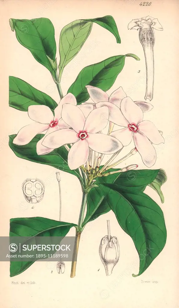 Shrubby kopsia, Kopsia fruticosa. Hand-coloured botanical illustration drawn and lithographed by Walter Hood Fitch for Sir William Jackson Hooker's Cu...