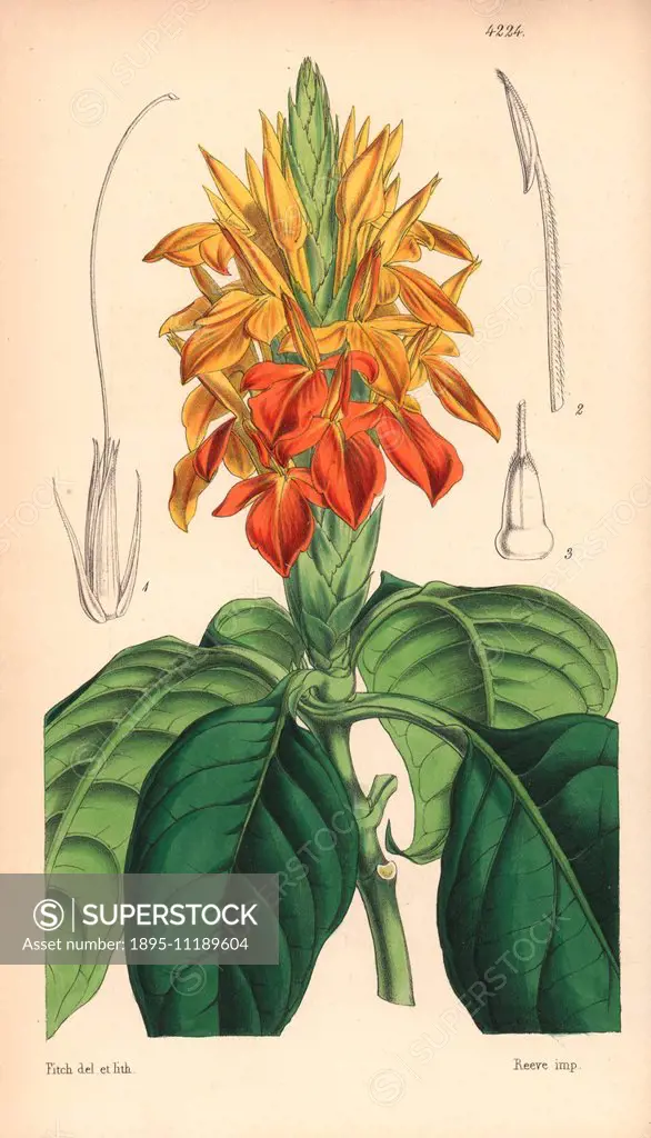 Orange aphelandra, Aphelandra aurantiaca. Hand-coloured botanical illustration drawn and lithographed by Walter Hood Fitch for Sir William Jackson Hoo...