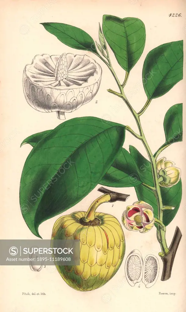 Water or alligator-apple tree, Annona palustris. Hand-coloured botanical illustration drawn and lithographed by Walter Hood Fitch for Sir William Jack...