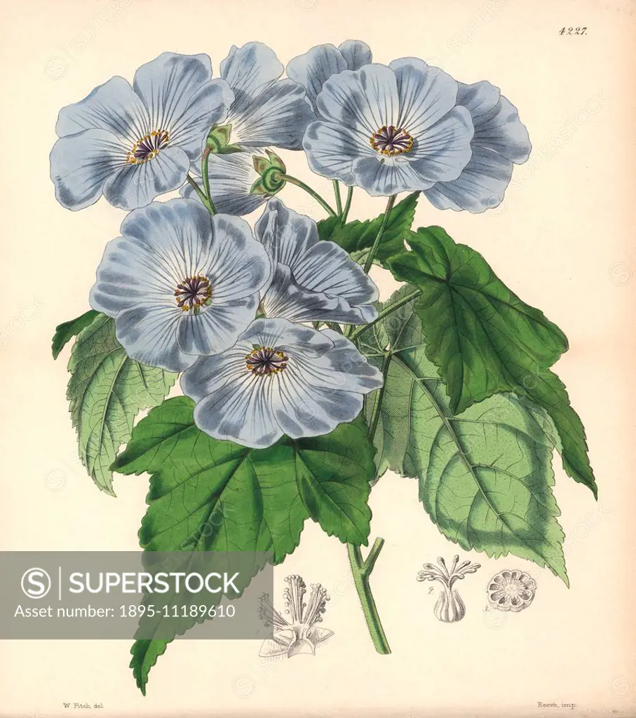 Vine-leaved sida, Sida (abutilon) vitifolia. Hand-coloured botanical illustration drawn and lithographed by Walter Hood Fitch for Sir William Jackson ...