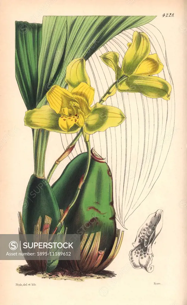 Large-bulbed maxillaria orchid, Maxillaria macrobulbon. Hand-coloured botanical illustration drawn and lithographed by Walter Hood Fitch for Sir Willi...