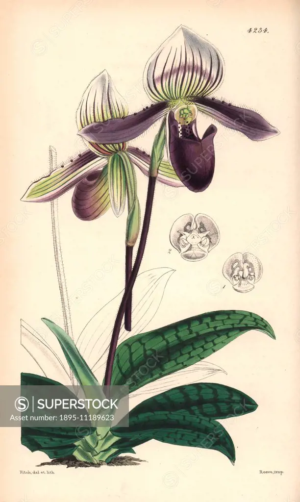 Bearded ladies' slipper orchid, Cypripedium barbatum. Hand-coloured botanical illustration drawn and lithographed by Walter Hood Fitch for Sir William...