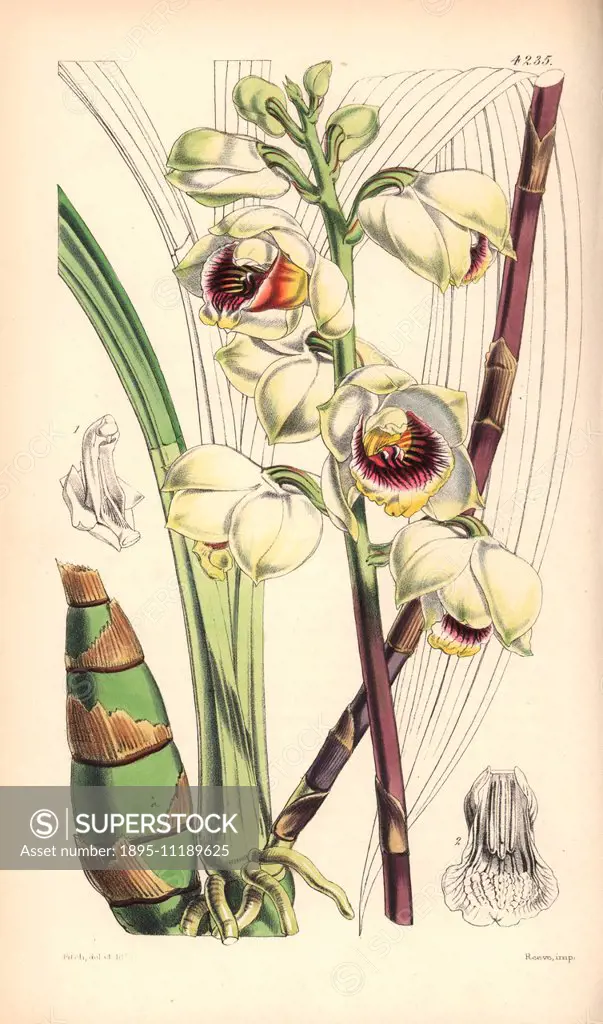 Mr. Warre's maxillaria orchid, Warrea warreana. Hand-coloured botanical illustration drawn and lithographed by Walter Hood Fitch for Sir William Jacks...