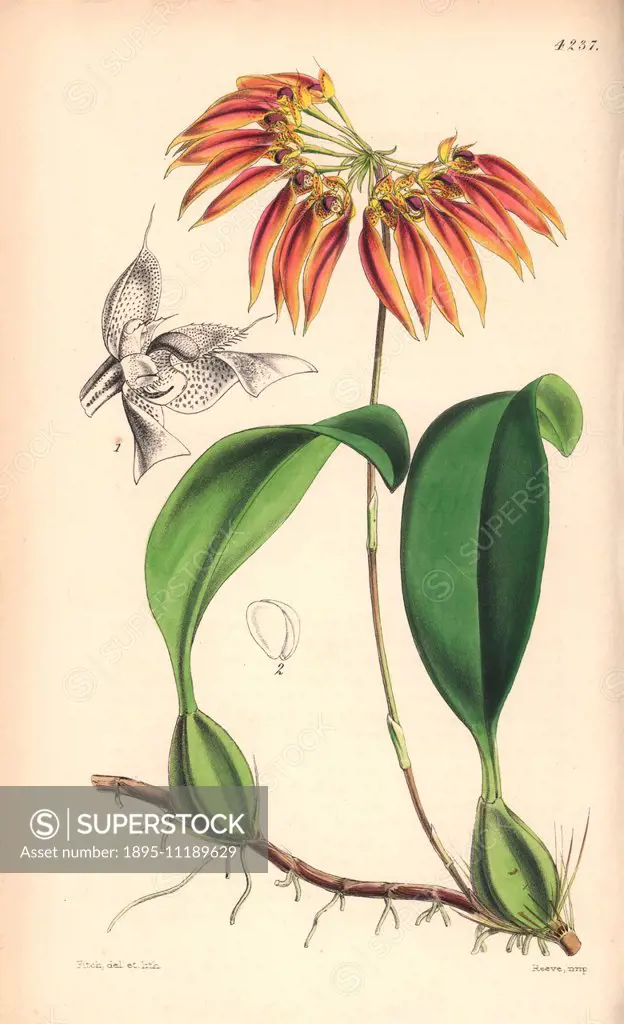 Thouars' cirrhopetalum orchid, Chirropetalum thouarsii. Named for Louis du Petit-Thouars, the 18th-century French botanist. Hand-coloured botanical il...