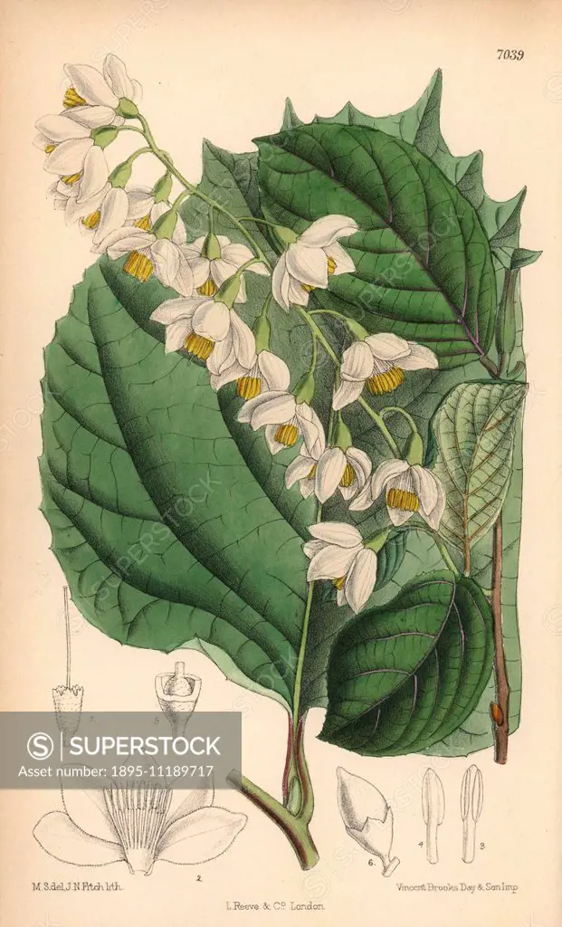 Styrax obassia, native of Japan and Korea. Hand-coloured botanical illustration drawn by Matilda Smith and lithographed by J.N. Fitch from Joseph Dalt...