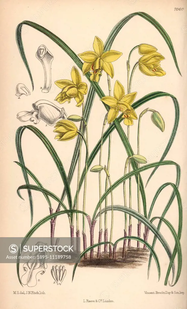 Spathoglottis ixioides, yellow orchid of the eastern Himalayas. Hand-coloured botanical illustration drawn by Matilda Smith and lithographed by J.N. F...