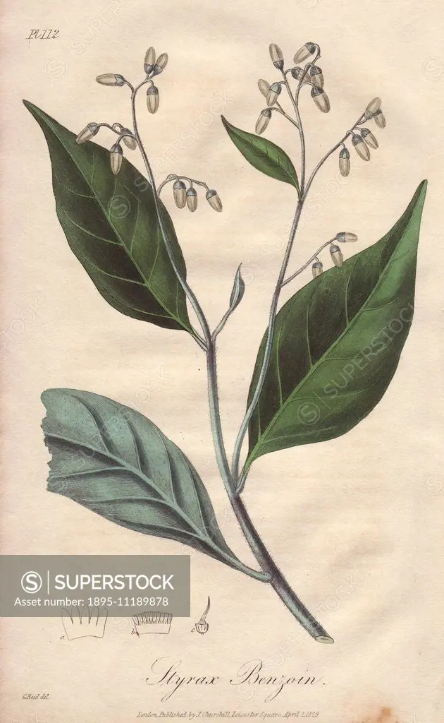 Gum benjamin tree, Styrax benzoin. Handcoloured botanical illustration drawn by G. Reid and engraved on steel from John Stephenson and James Morss Chu...
