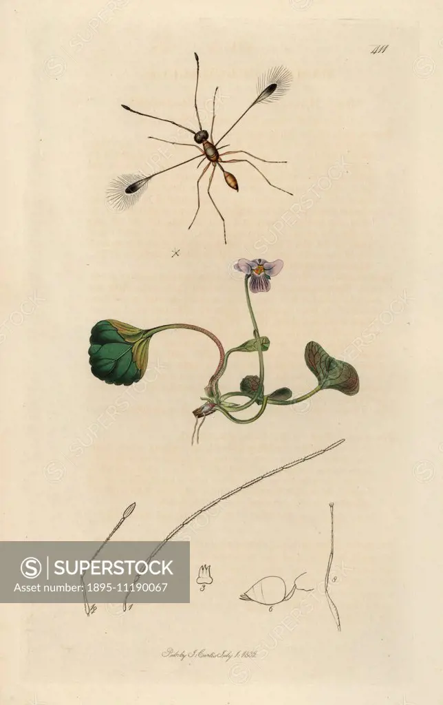Fairy fly, Mymar pulchellus, and a marsh violet, Viola palustris. Handcoloured copperplate drawn and engraved by John Curtis for his own British Entom...