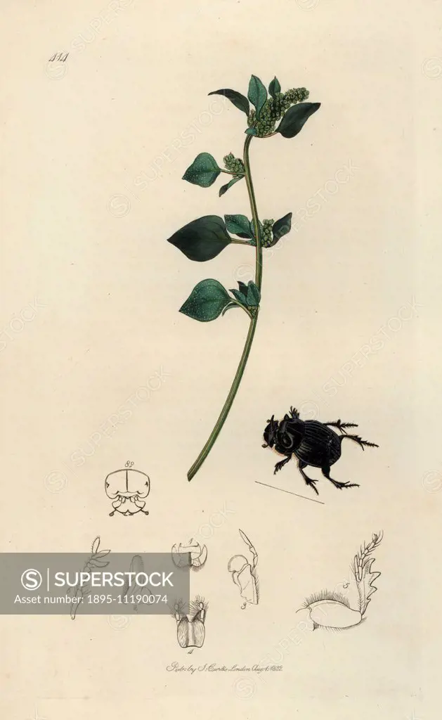 Copris lunaris, Lunar-headed dung beetle and stinking goosefoot, Chenopodium olidum. Handcoloured copperplate drawn and engraved by John Curtis for hi...
