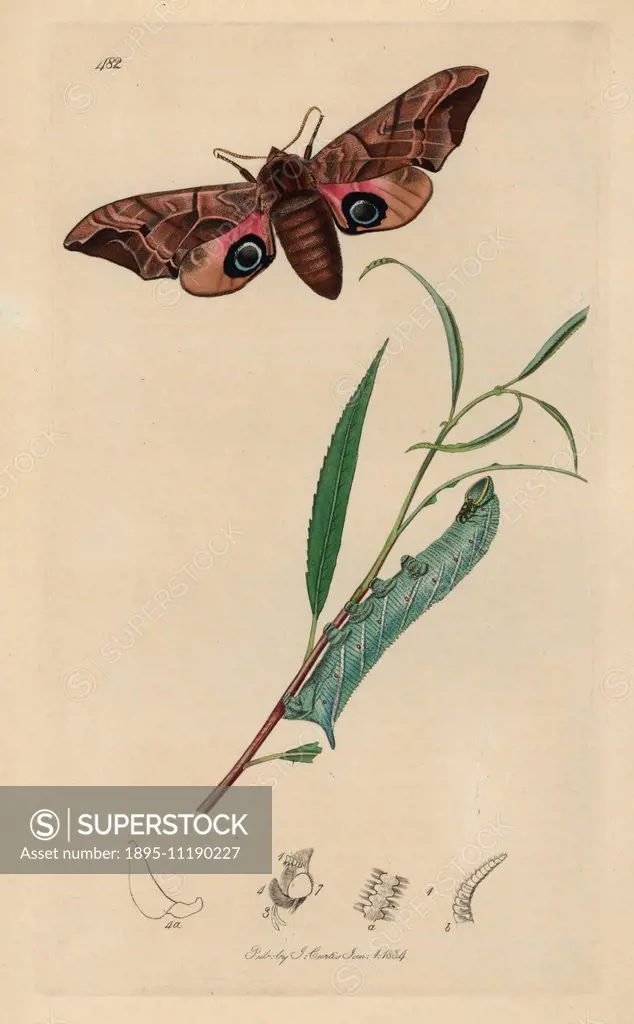 Smerinthus ocellatus, Smerinthus ocellata, Eyed Hawk-moth and caterpillar on leaf. Handcoloured copperplate drawn and engraved by John Curtis for his ...