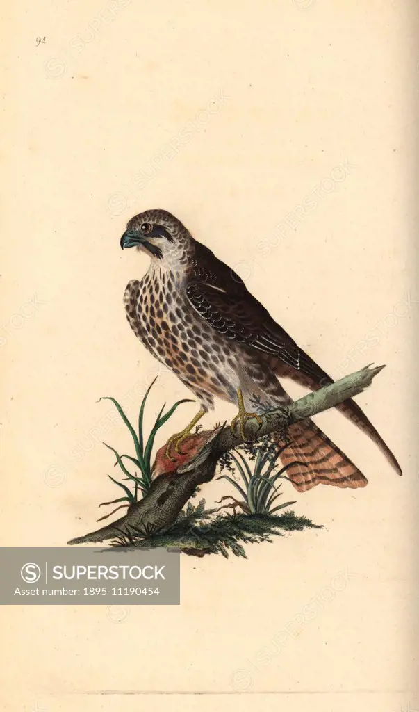Hobby, Falco subbuteo, with one foot on a dead bird. Handcoloured copperplate drawn and engraved by Edward Donovan from his own Natural History of Bri...