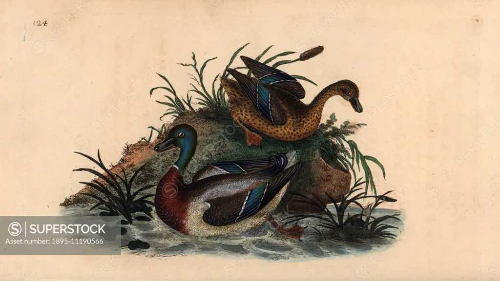 Mallard ducks, Anas platyrhynchos, male and female pair. Handcoloured copperplate drawn and engraved by Edward Donovan from his own Natural History of...