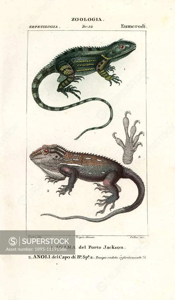 Agama of Port Jackson and Anole of Cape of Good Hope. Handcoloured copperplate stipple engraving from Jussieu's Dictionary of Natural Science, Florenc...