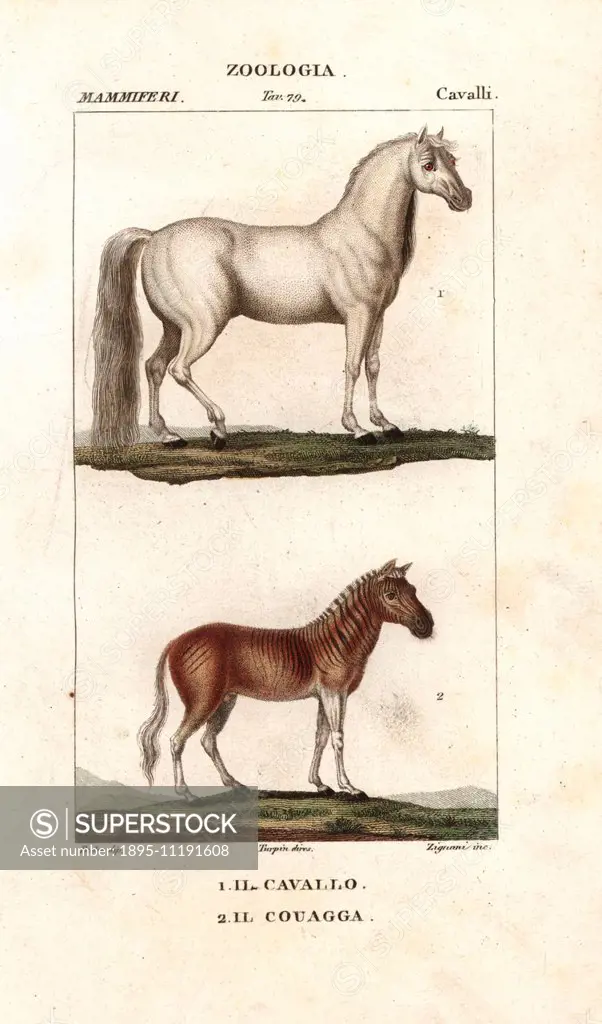 Horse, Equus ferus caballus, and extinct quagga, Equus quagga quagga. Handcoloured copperplate stipple engraving from Jussieu's Dictionary of Natural ...