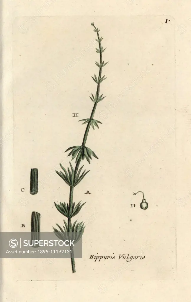 Common mare's tail, Hippuris vulgaris. Handcoloured botanical drawn and engraved by Pierre Bulliard from his own Flora Parisiensis 1776, Paris, P.F. D...