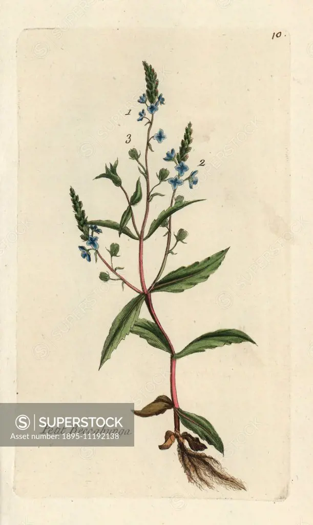 Water speedwell, Veronica anagallis-aquatica. Handcoloured botanical drawn and engraved by Pierre Bulliard from his own Flora Parisiensis 1776, Paris,...