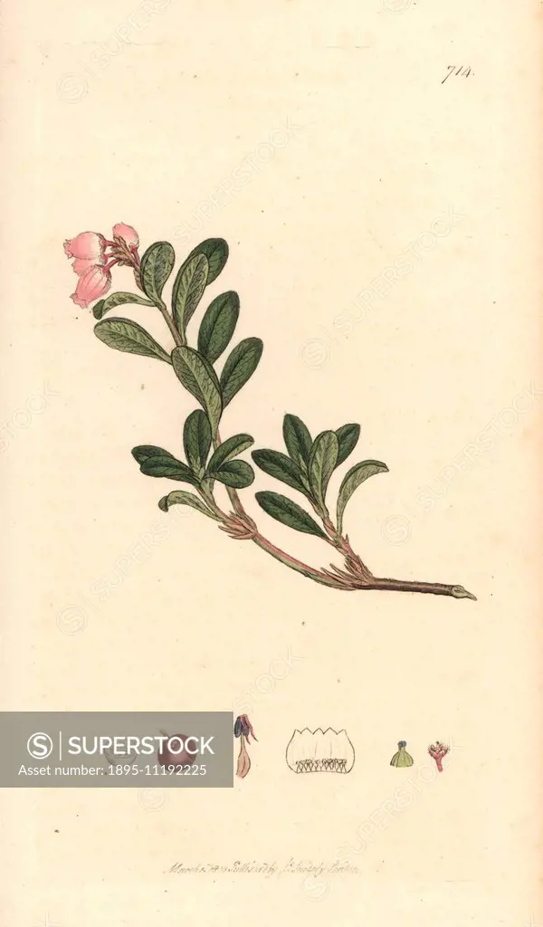 Red-trailing bearberry, Arctostaphylos uva-ursi. Handcoloured copperplate engraving from a drawing by James Sowerby for Smith's English Botany London,...