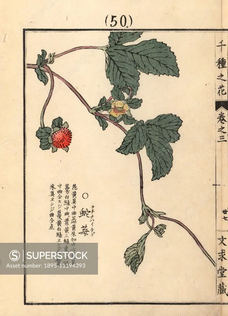 Hebiichigo or mock strawberry, Potentilla hebiichigo. Handcoloured woodblock print by Kono Bairei from Senshu no Hana (One Thousand Varieties of Flowe...