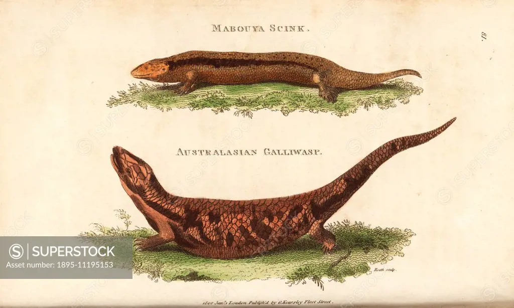 Mabouya skink, Mabuya mabouya, and galliwasp, Celestus occiduus (extinct). Handcoloured copperplate engraving by Heath after an illustration by George...