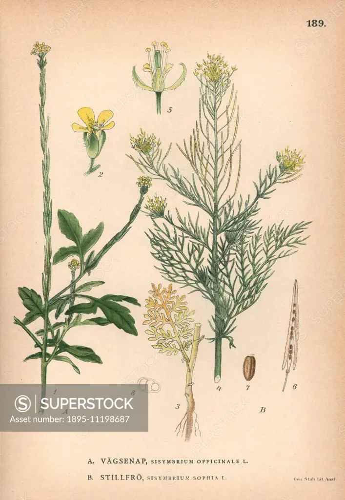 Hedge mustard, Sisymbrium officinale, and fluxweed, Sisymbrium sophia. Chromolithograph from Carl Lindman's Bilder ur Nordens Flora (Pictures of North...