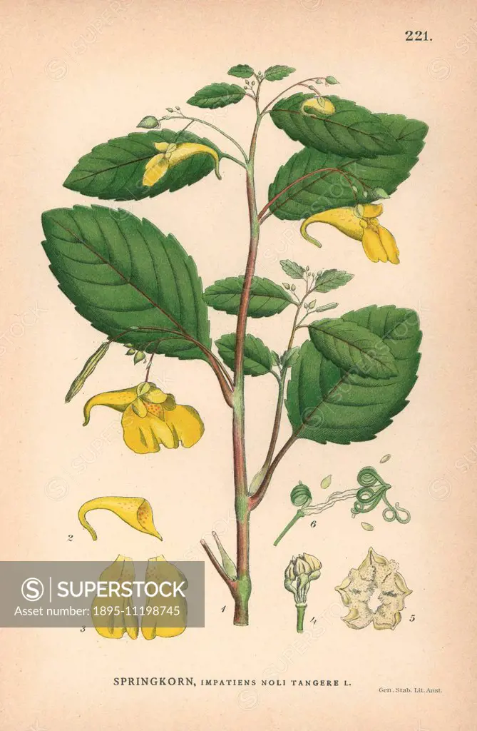 Touch-me-not balsam, Impatiens noli tangere. Chromolithograph from Carl Lindman's Bilder ur Nordens Flora (Pictures of Northern Flora), Stockholm, Wah...