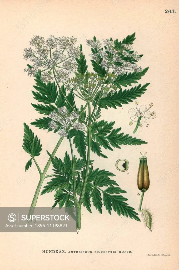 Cow parsley or wild chervil, Anthriscus sylvestris. Chromolithograph from Carl Lindman's Bilder ur Nordens Flora (Pictures of Northern Flora), Stockho...