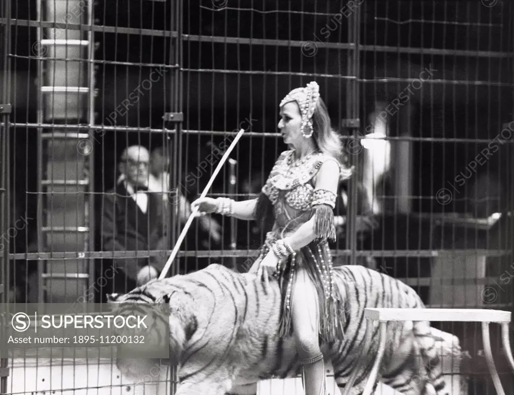 Mary Chipperfield riding a Bengal Tiger. 'Mary Chipperfield with her troop of Bengal Tigers at Belle Vue Circus.' Picture by Robin Jones.