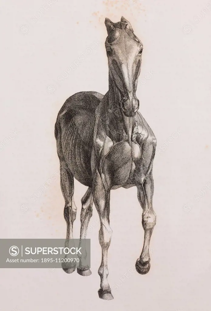 Second dissected layer of a horse, front view. Book: 'The Anatomy of the  horse: including a particular description of the bones, cartilages,  muscles,  - SuperStock