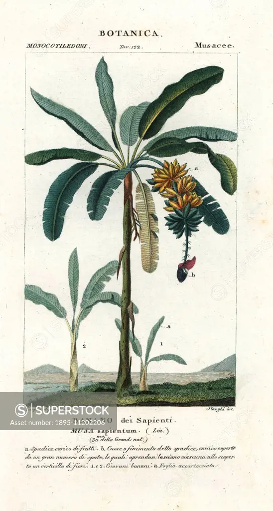 Apple banana, Musa acuminata × balbisiana. Handcoloured copperplate stipple engraving from Antoine Jussieu's 'Dictionary of Natural Science' Florence,...