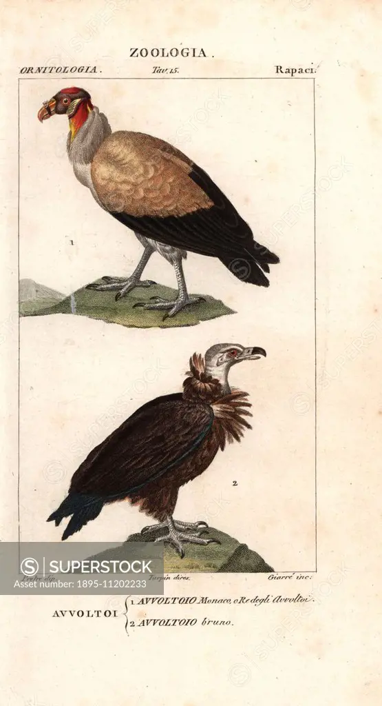 King vulture, Sarcoramphus papa, and griffon vulture, Gyps fulvus. Handcoloured copperplate stipple engraving from Jussieu's 'Dictionary of Natural Sc...
