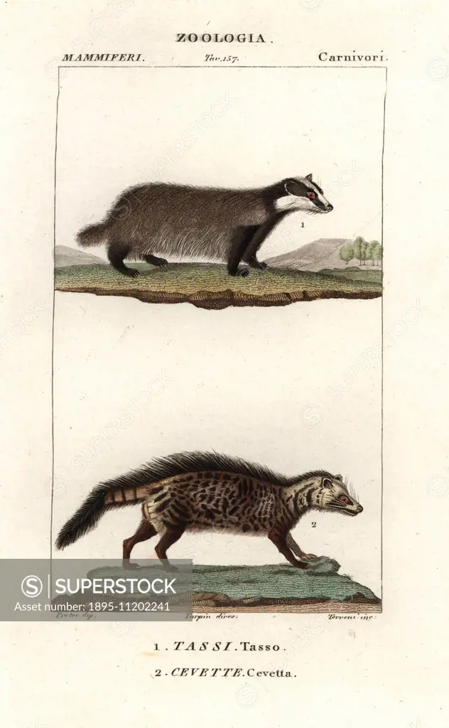 European badger, Meles meles, and civet, Civettictis civetta. Handcoloured copperplate stipple engraving from Antoine Jussieu's 'Dictionary of Natural...