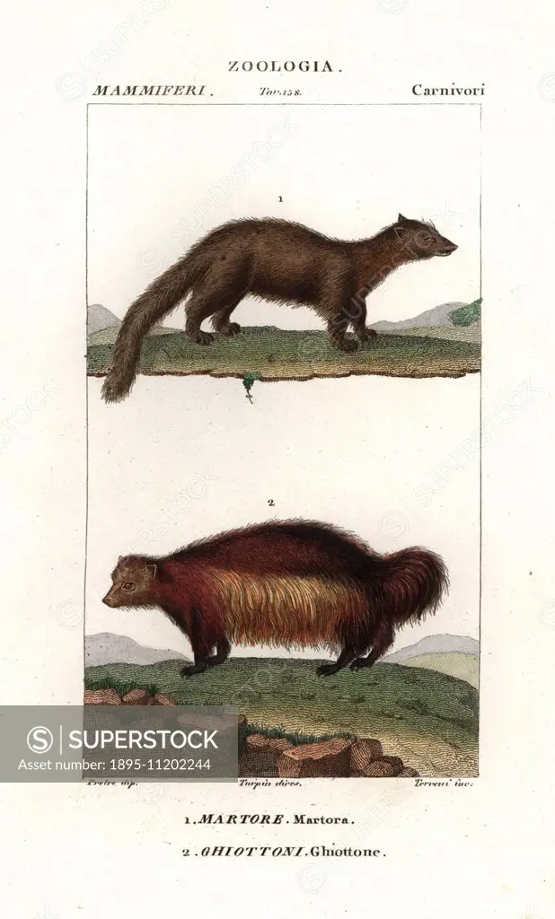Marten, Martes martes, and wolverine, Gulo gulo. Handcoloured copperplate stipple engraving from Antoine Jussieu's 'Dictionary of Natural Science' Flo...
