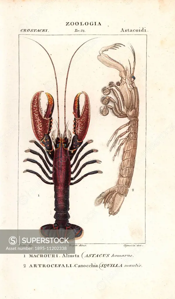 Spiny lobster, Panulirus homarus, and mantis shrimp, Squilla mantis. Handcoloured copperplate stipple engraving from Jussieu's 'Dictionary of Natural ...