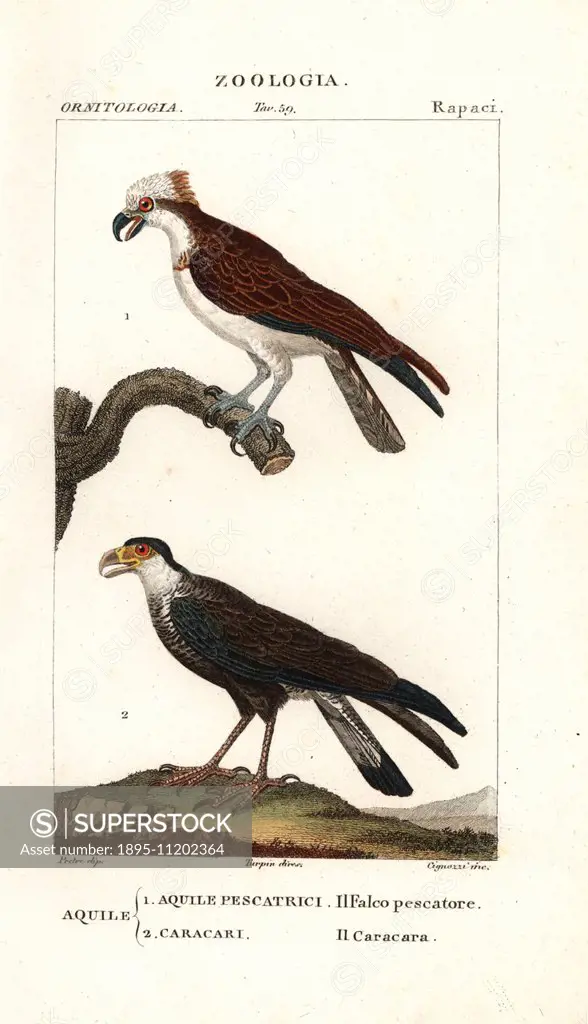 Osprey, Pandion haliaetus, and caracara, Caracara plancus. Handcoloured copperplate stipple engraving from Jussieu's 'Dictionary of Natural Science' F...