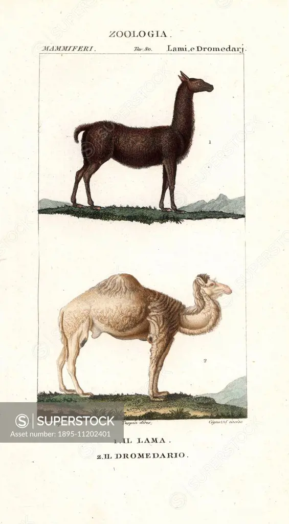 Llama, Lama glama, and dromedary camel, Camelus dromedarius. Handcoloured copperplate stipple engraving from Jussieu's 'Dictionary of Natural Science'...