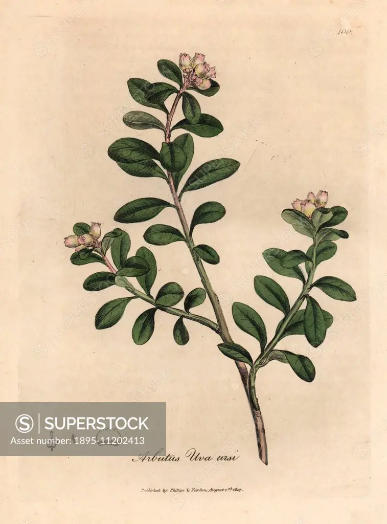 Trailing arbutus or bearberry, Arctostaphylos uva-ursi. Handcoloured copperplate engraving from a botanical illustration by James Sowerby from William...
