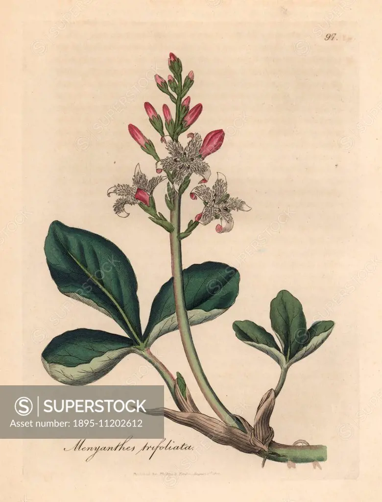 Water trefoil or buckbean, Menyanthes trifoliata. Handcoloured copperplate engraving from a botanical illustration by James Sowerby from William Woodv...