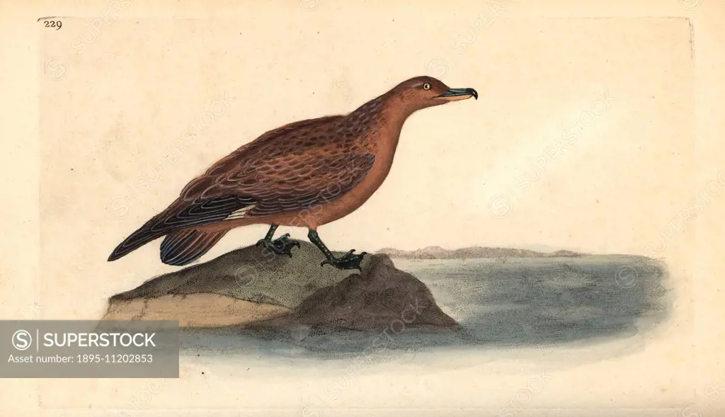 Great skua, Stercorarius skua. Handcoloured copperplate drawn and engraved by Edward Donovan from his own Natural History of British Birds London, 179...