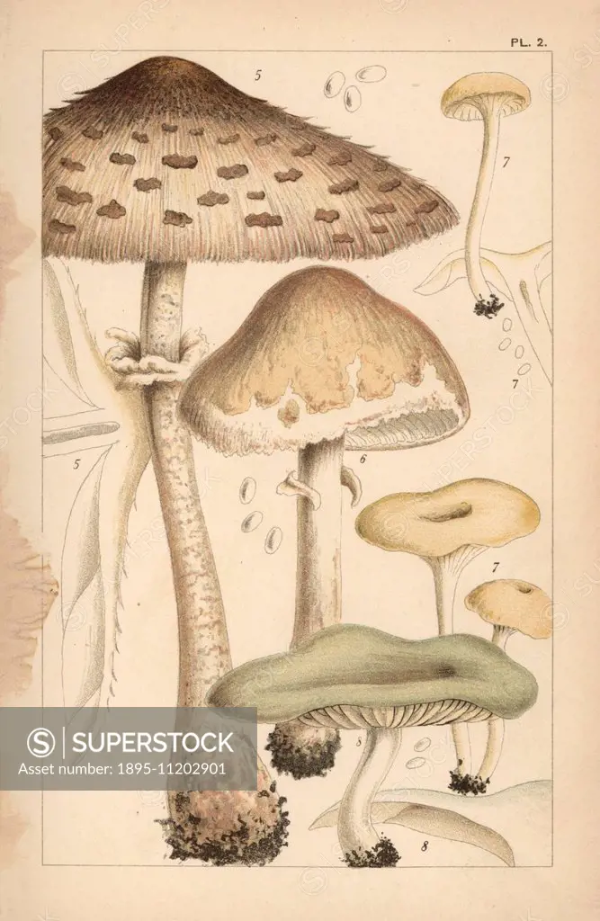 Pasture or parasol mushrooms, Macrolepiota procera 5 and Macrolepiota excoriata 6, fragrant funnel, Clitocybe fragrans 7, and aniseed toadstool, Clito...