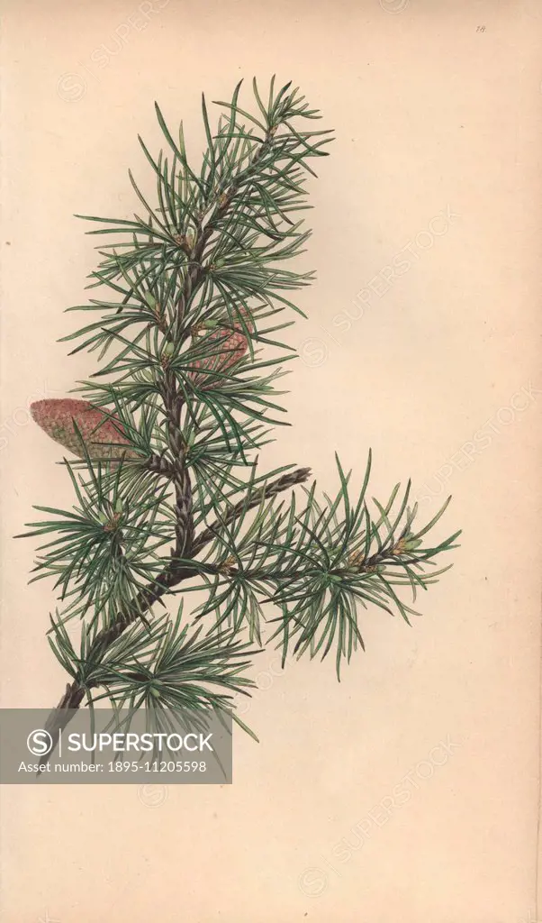 Cedar tree with cones and needles, Cedrus libani. Handcoloured botanical illustration drawn from nature by Mrs. Rebecca Hey from her own Spirit of the...