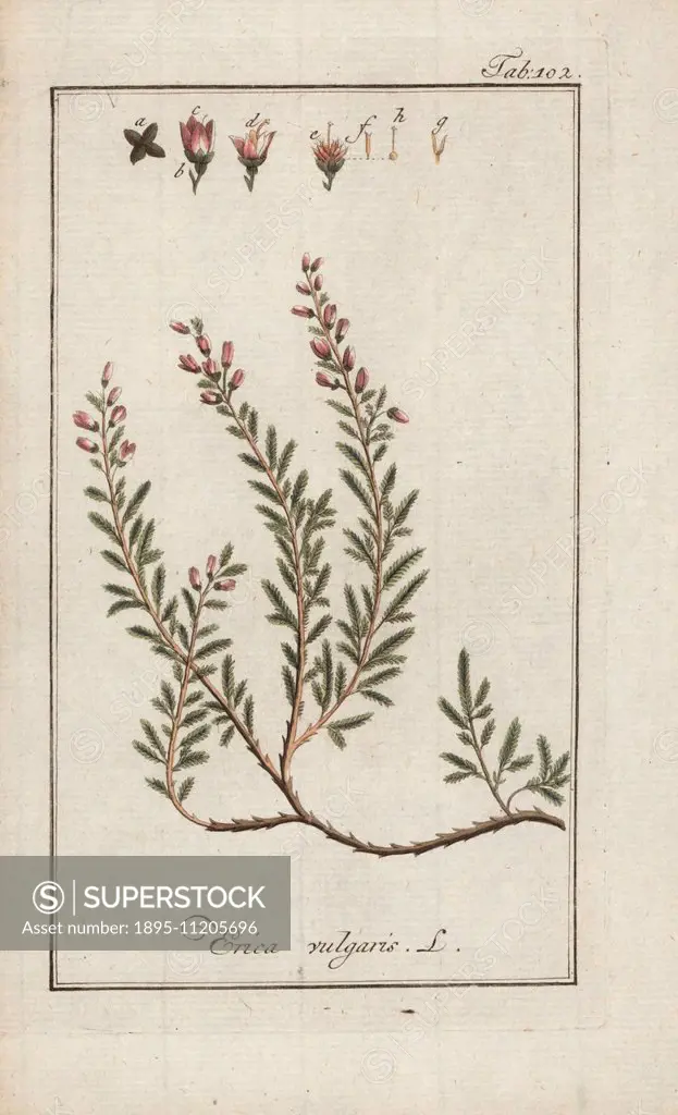 Common heather, Calluna vulgaris, native to Europe and Asia Minor. Handcoloured copperplate botanical engraving from Johannes Zorn's Afbeelding der Ar...