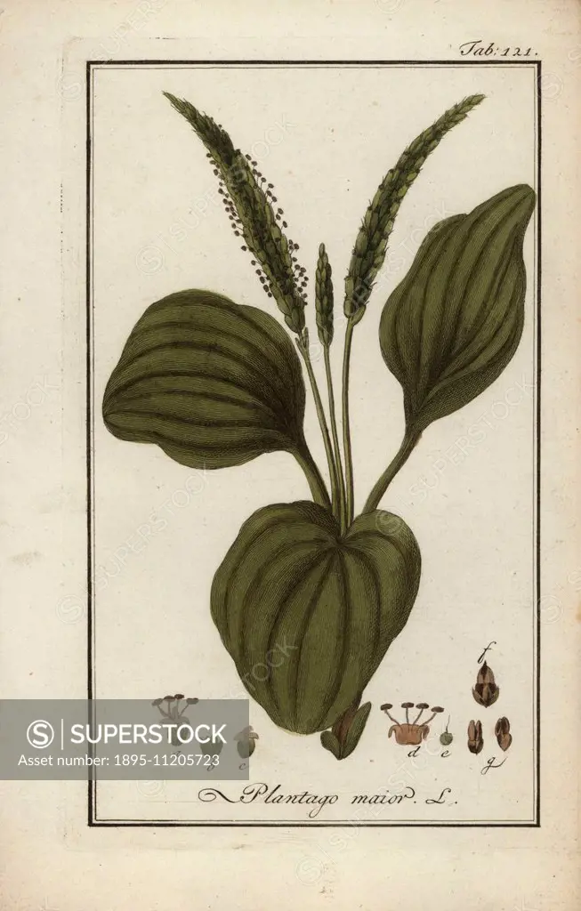 Greater plantain, Plantago major, native to Europe and Asia. Handcoloured copperplate botanical engraving from Johannes Zorn's Afbeelding der Artseny-...