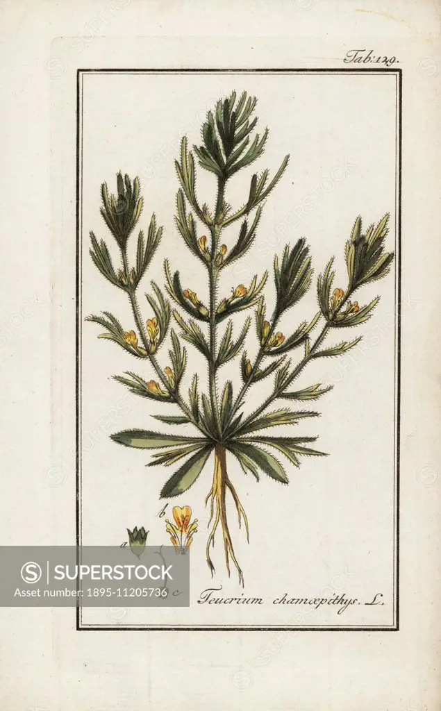 Yellow bugle, Ajuga chamaepitys, native to Europe and north Africa. Handcoloured copperplate botanical engraving from Johannes Zorn's Afbeelding der A...