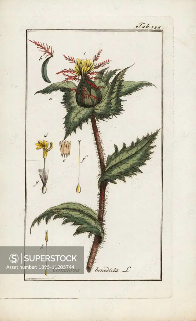 St. Benedict's thistle, Cnicus benedicta, native to the Mediterranean. Handcoloured copperplate botanical engraving from Johannes Zorn's Afbeelding de...