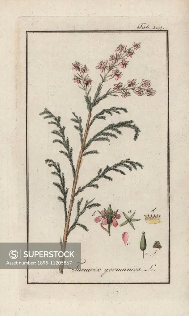 German tamarisk, Myricaria germanica. Handcoloured copperplate botanical engraving from Johannes Zorn's Afbeelding der Artseny-Gewassen Jan Christiaan...